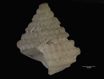 Media type: image; Malacology 7569